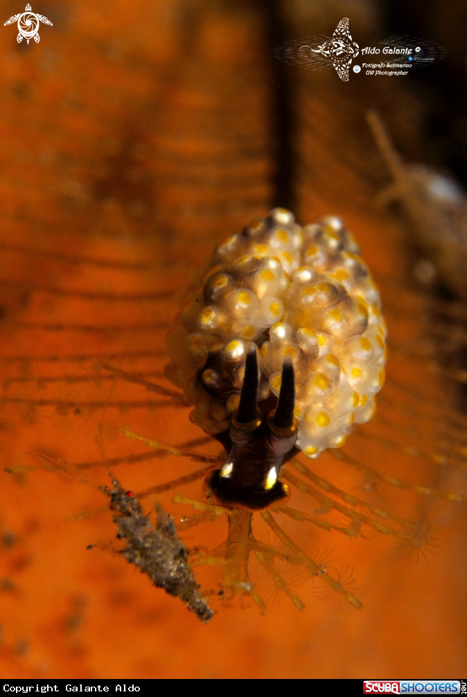 A Doto Sea Slug & Skeleton Shrimp