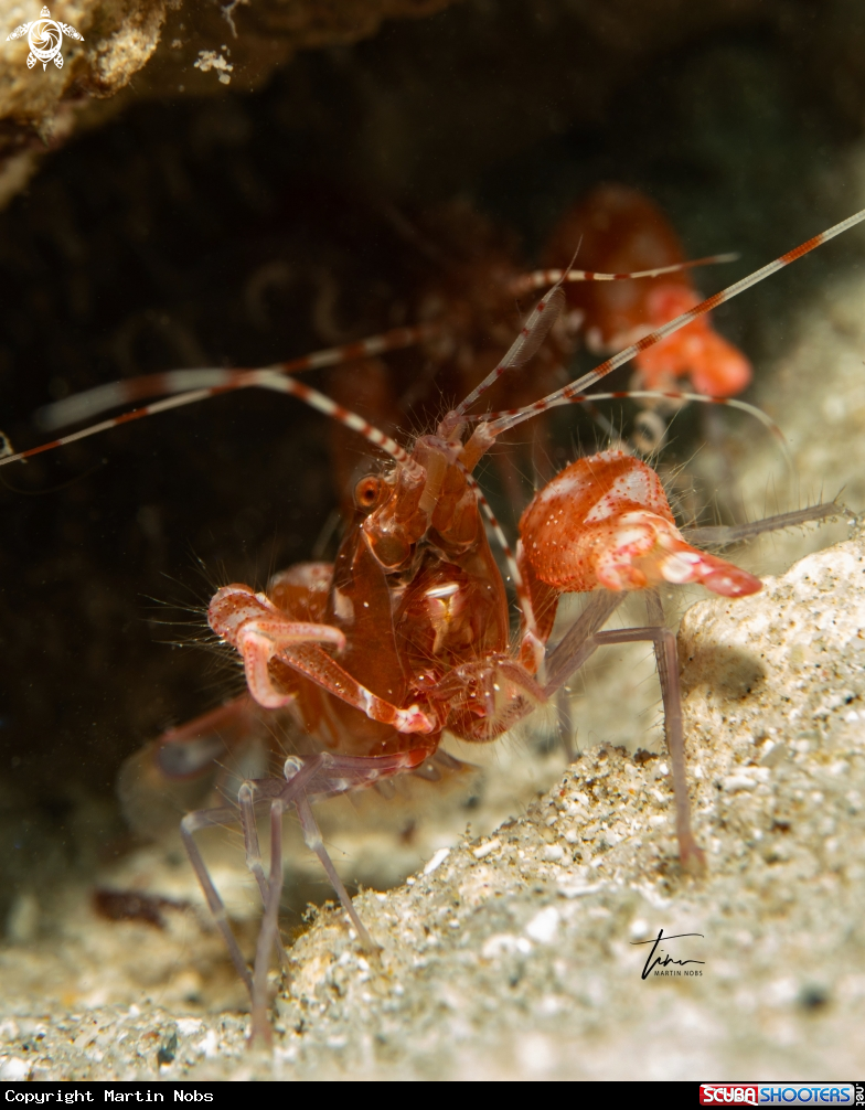 A Snapping shrimp