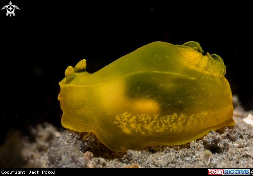 A Gymnodoris sp. 15  