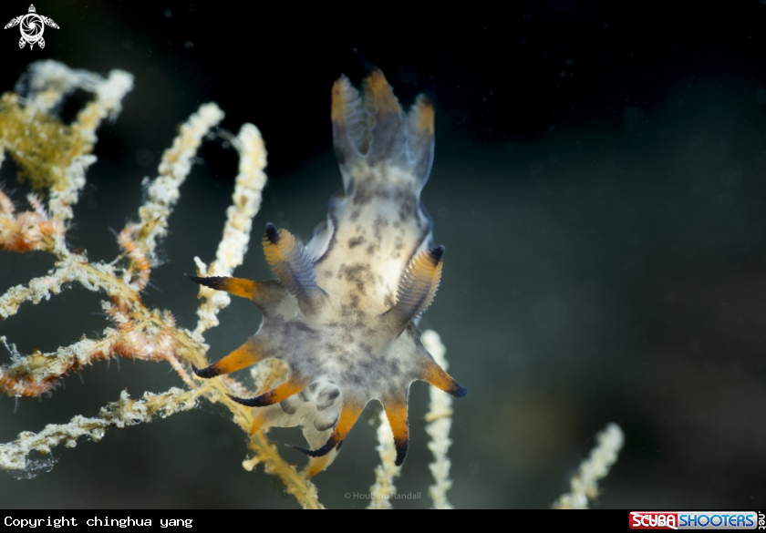A Polycera sp. 