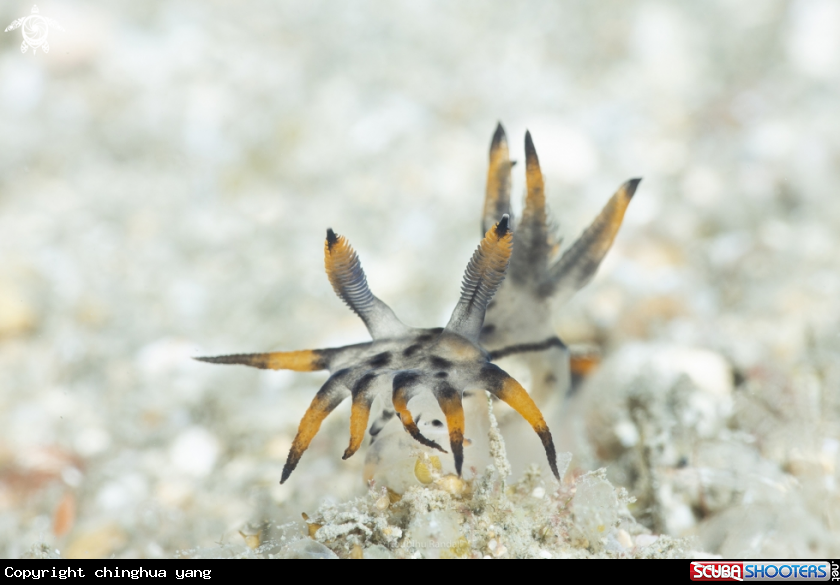 A Polycera sp. 