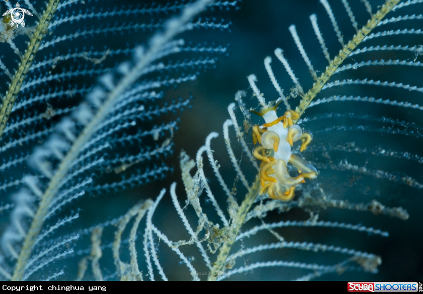 A Trinchesia acinosa 