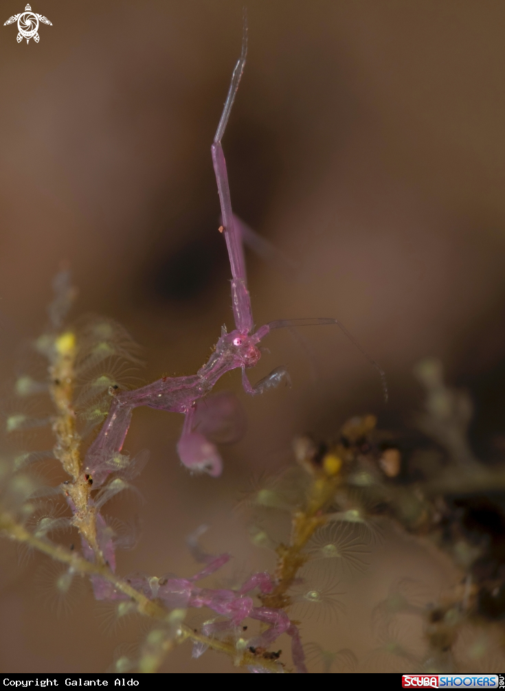 A Skeleton Shrimp