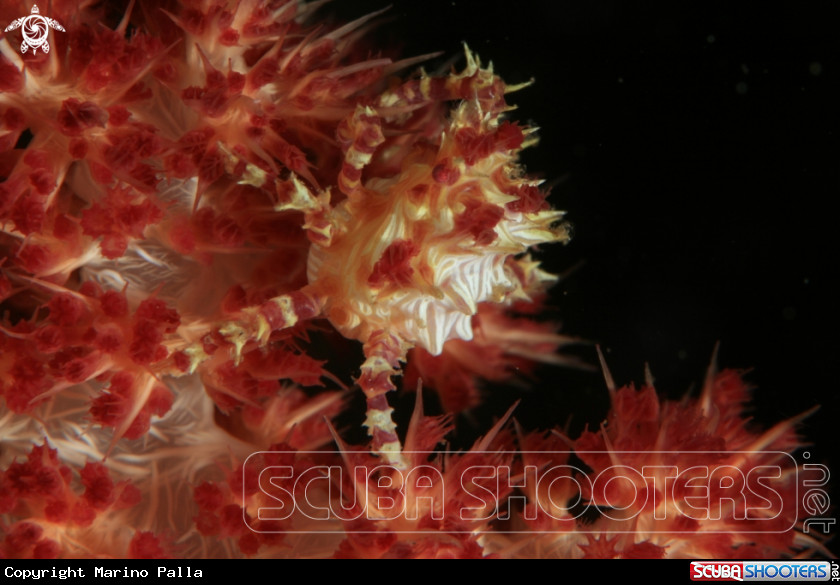 A Candy Crab