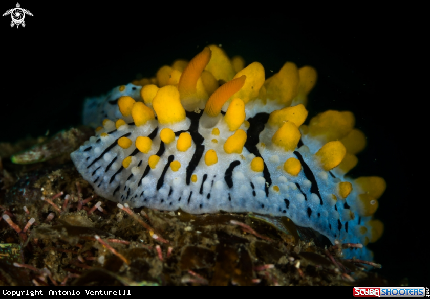 A Varicose nudibranch
