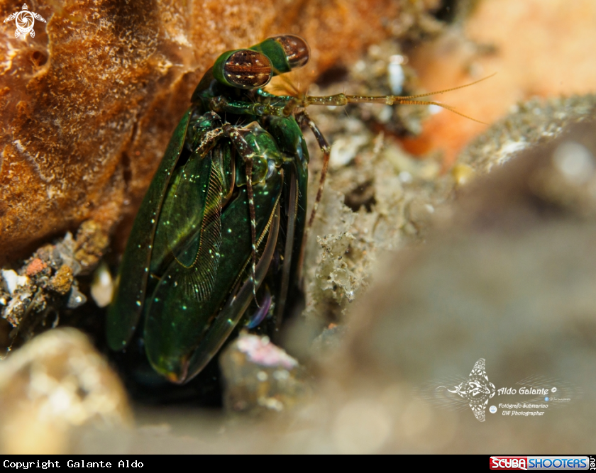A Green Mantis Shrimp