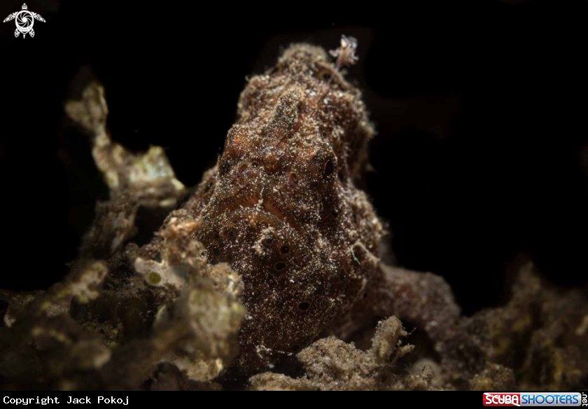 A Painted Frogfish