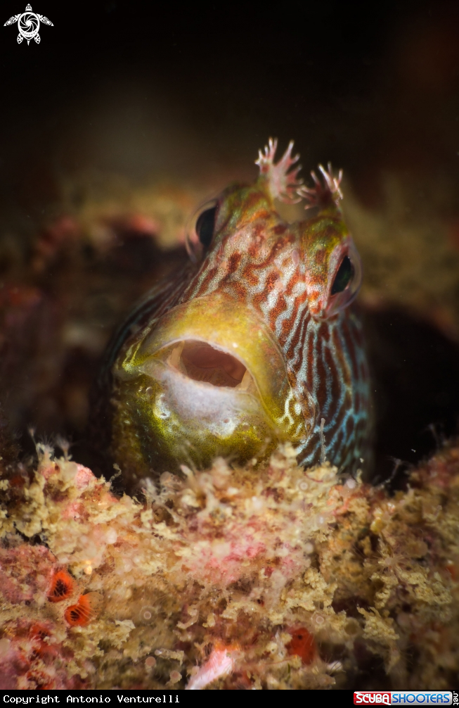 A Tube blenny