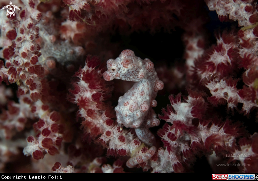A Pygmy Seahorse
