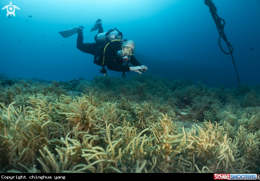 A diver