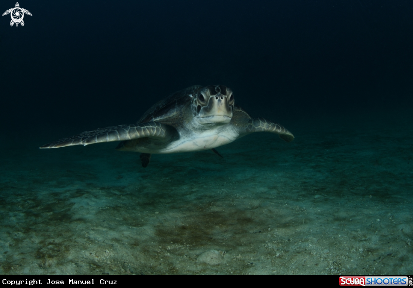 A Green Turtle