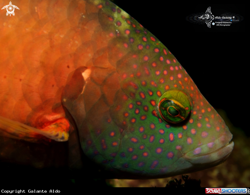 A Wrasse
