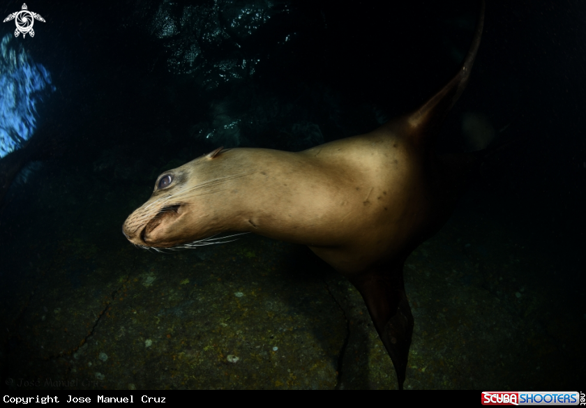A Sea Lion