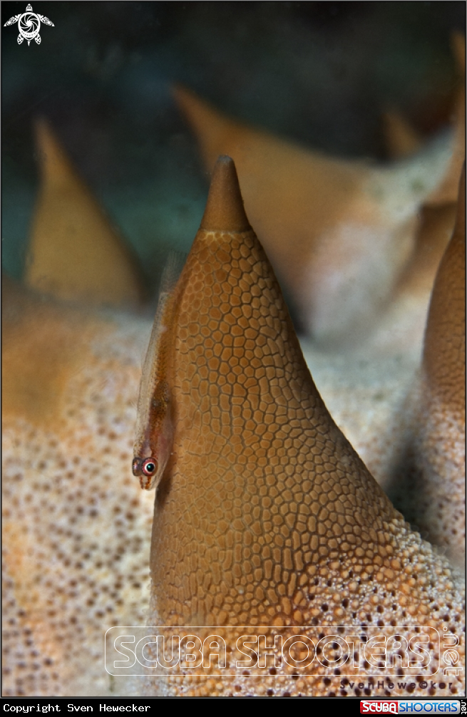 A Translucent Coral Goby on a horned seastar