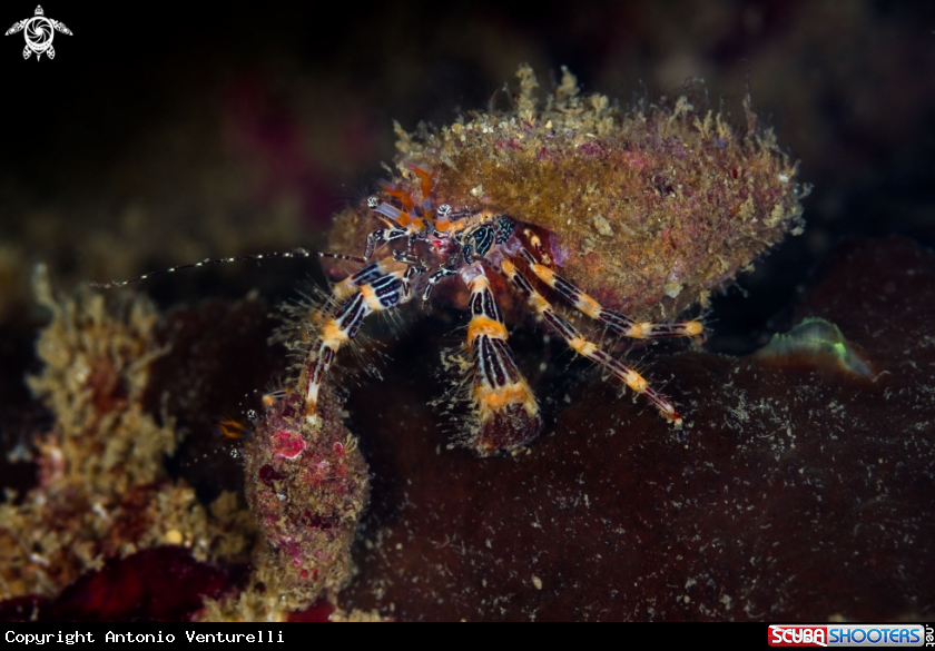 A Hermit crab