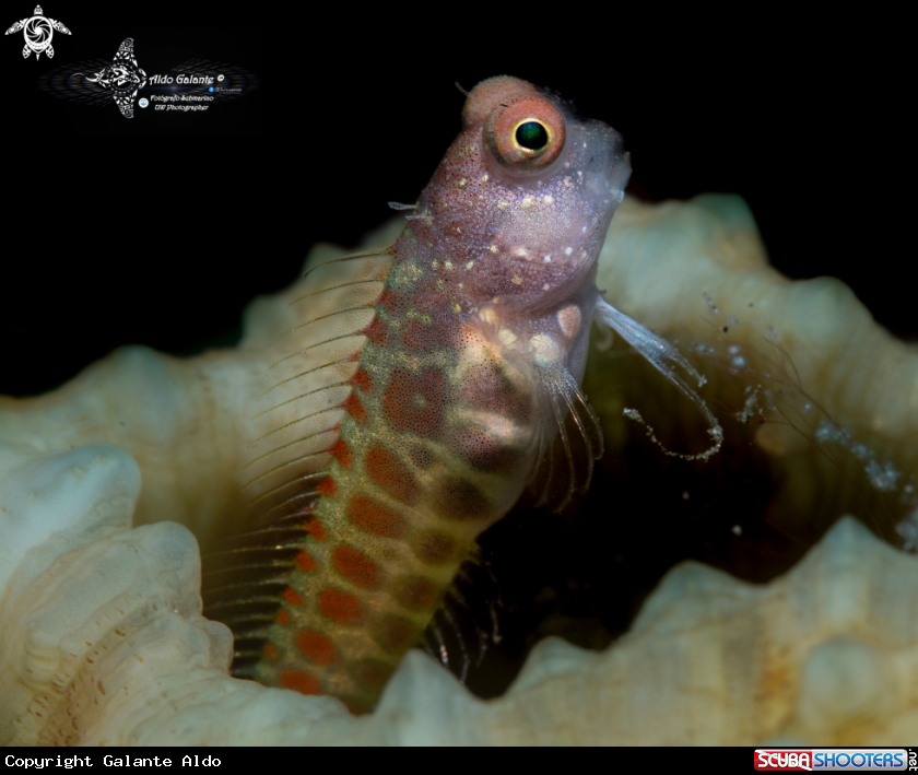 A Segmented Blenny