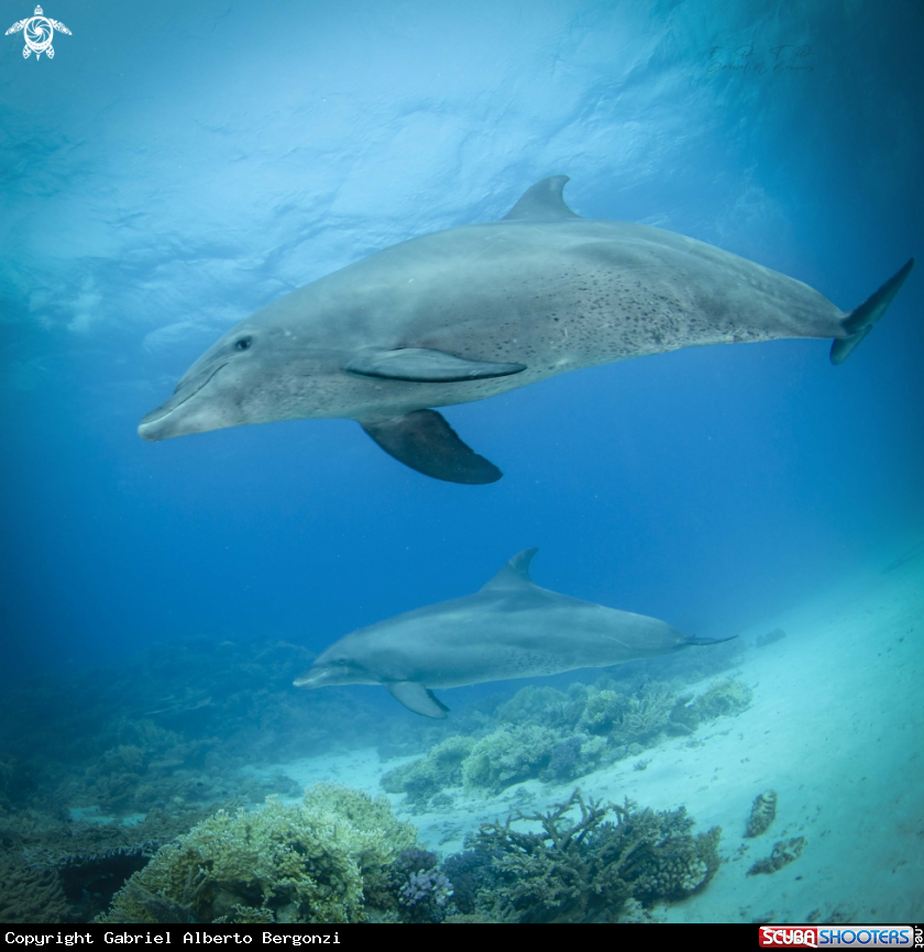 A delfines del rojo