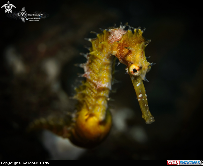 A Thorny Seahorse 