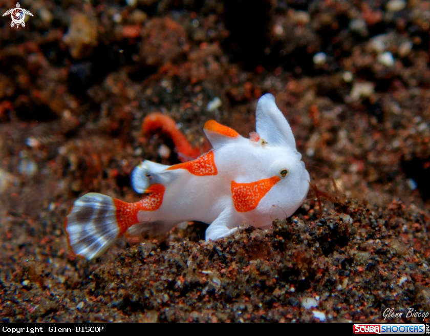 A Antennarius maculatus_