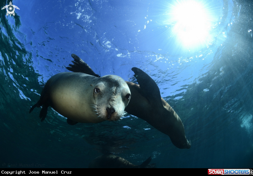 A Sea Lion