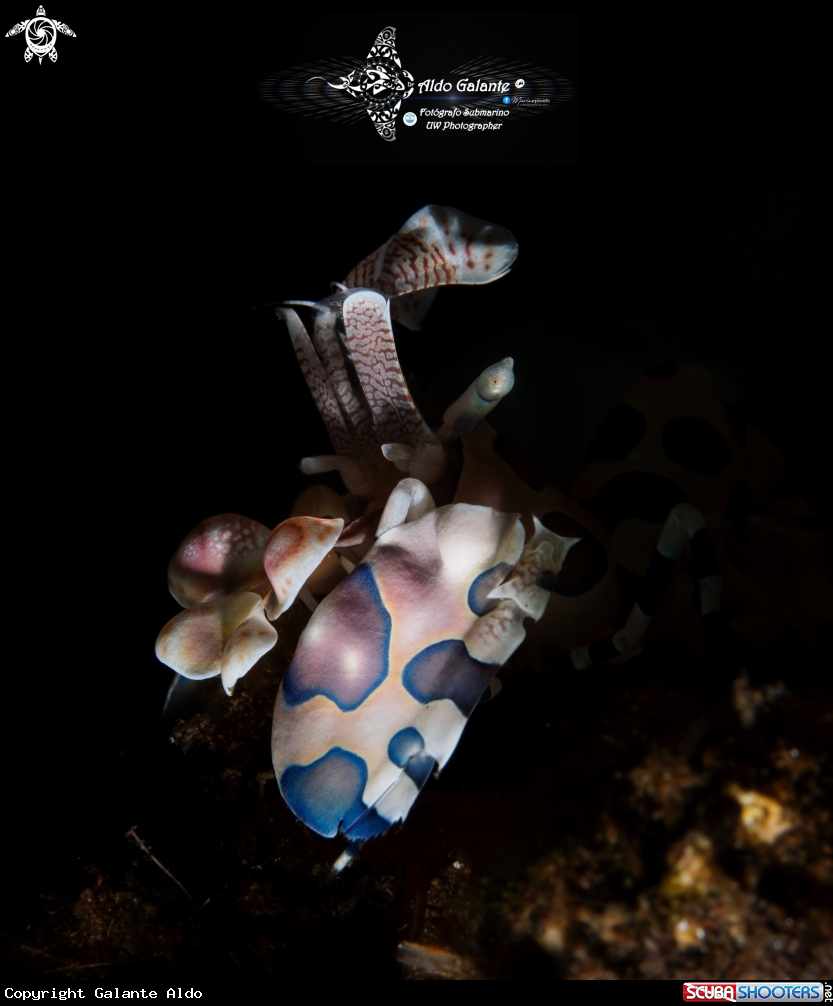 A Harlequin Shrimp