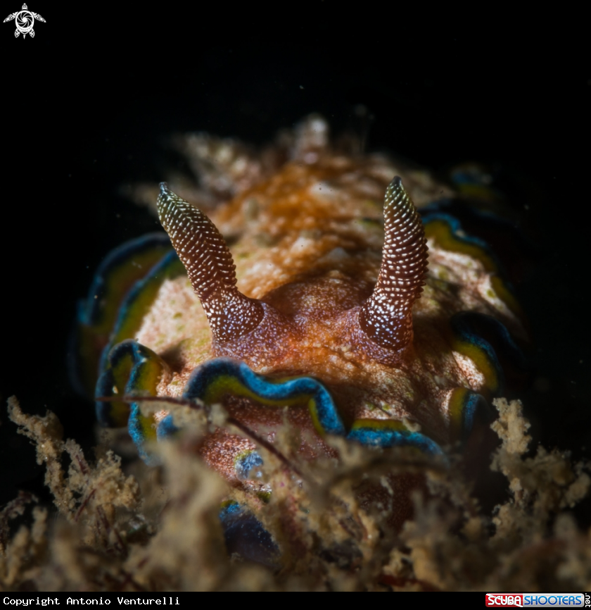A Glossodoris cincta nudibranch