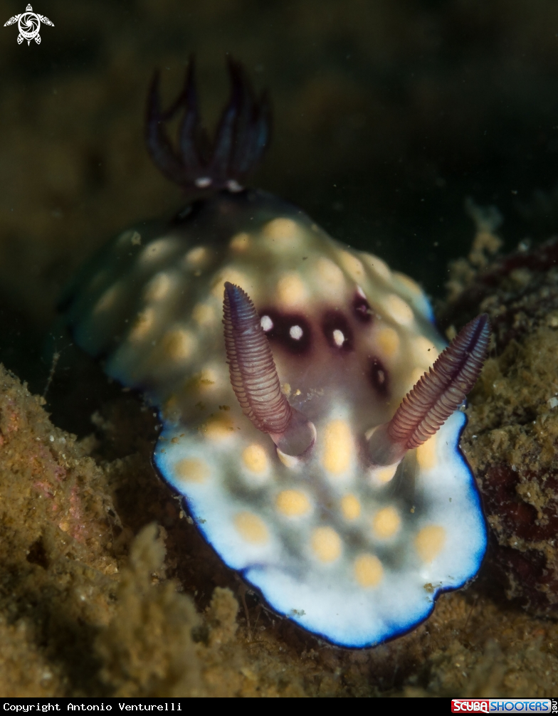 A Chromodoris nudibranch