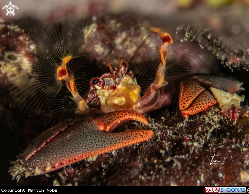 A Porcelain crab