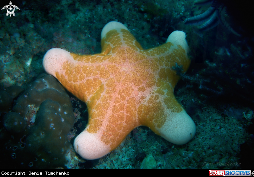 A SEA STAR