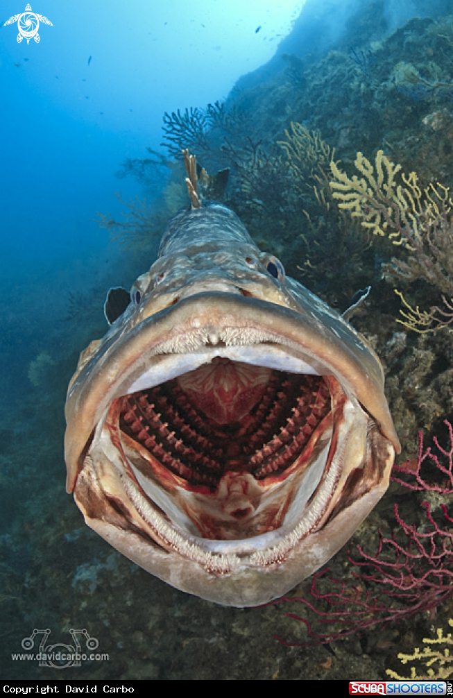 A Epinephelus marginatus