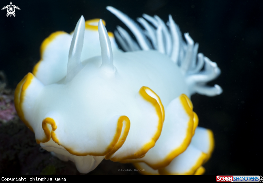 A nudibrach