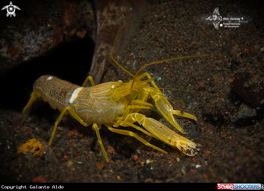 A White Saddle Snapping Shrimp 