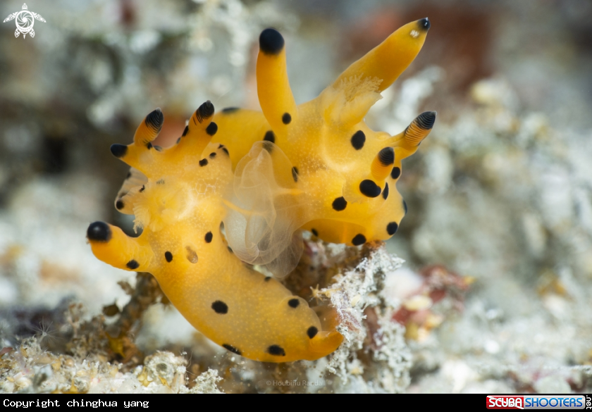 A nudibrach