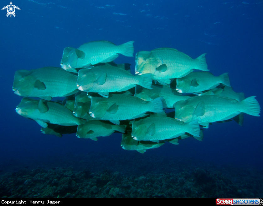 A Bumphead Parrotfish