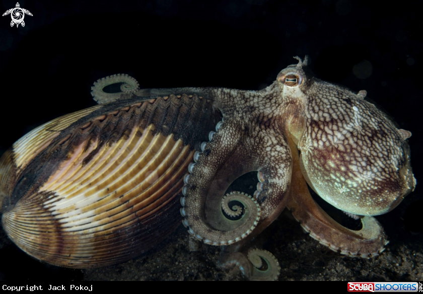 A Coconut Octopus