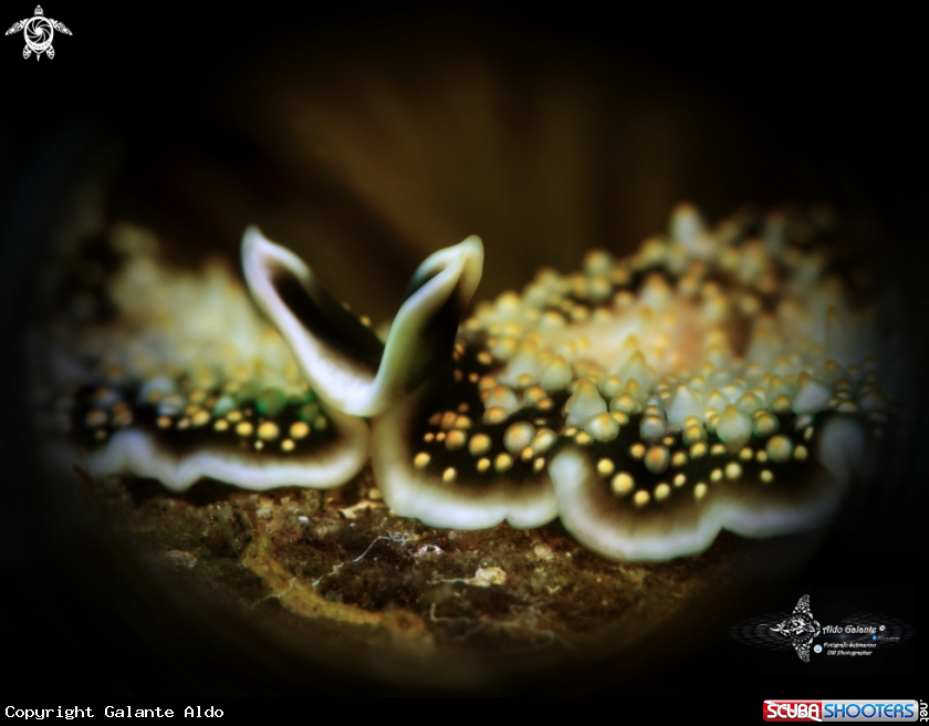 A Flatworm