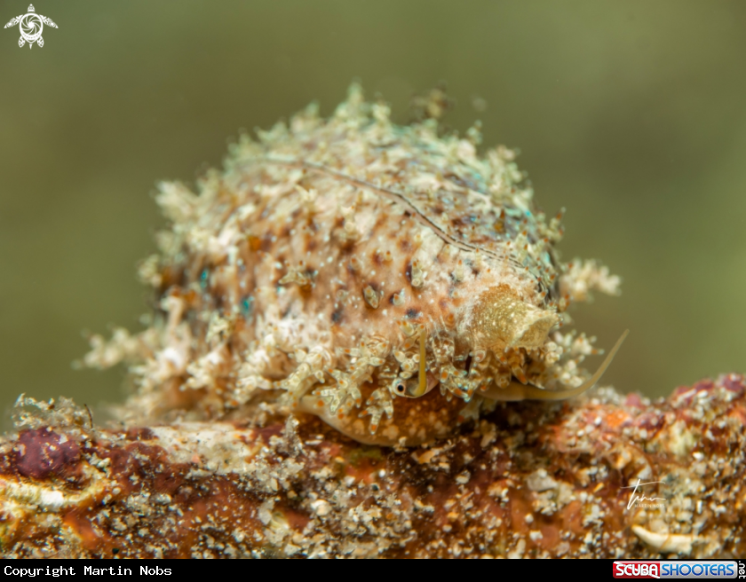 A Atlantic yellow cowrie