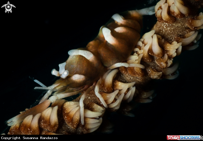 A Whip coral shrimp