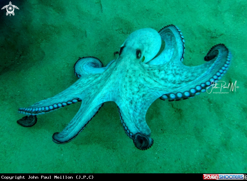 A Octopus
