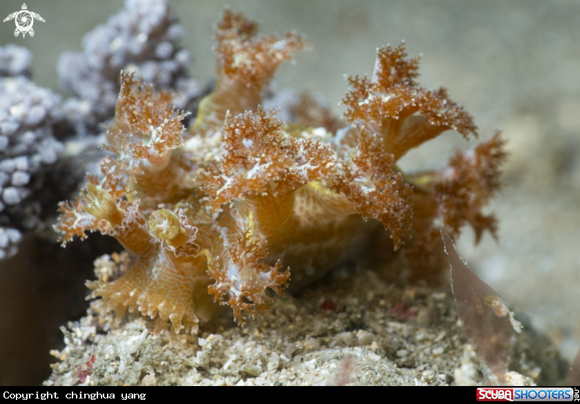 A nudibrach