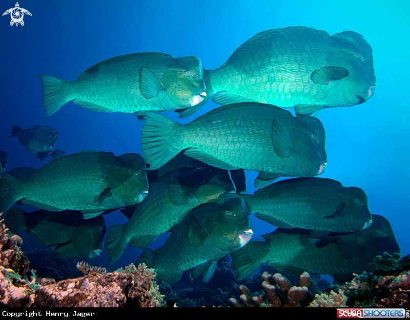 A Bumphead Parrotfish