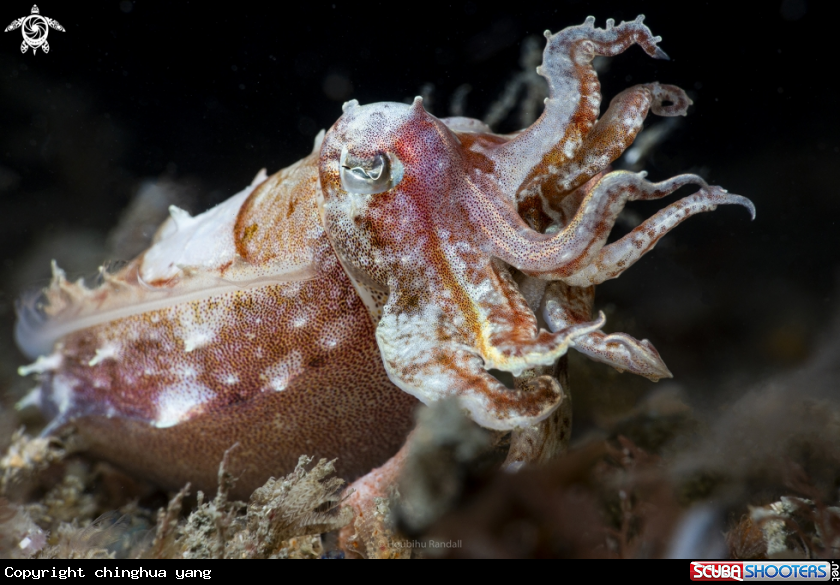 A cuttlefish