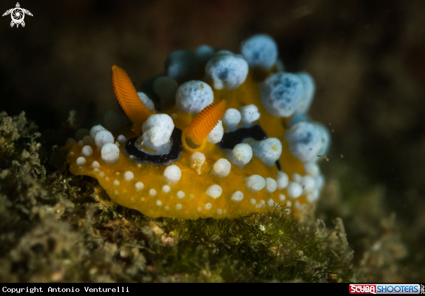 A Phyllidia ocellata nudibranch