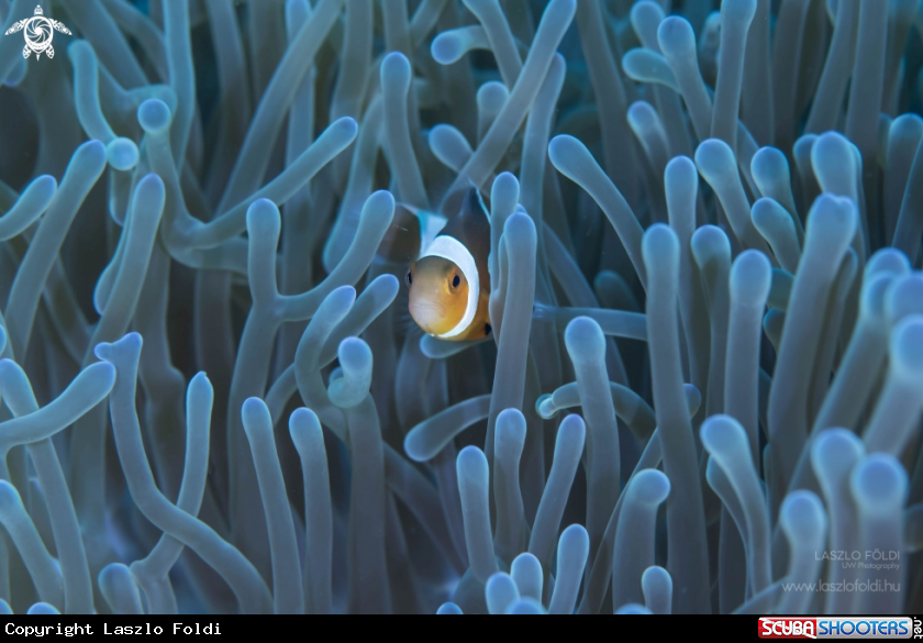 A  Clown fish