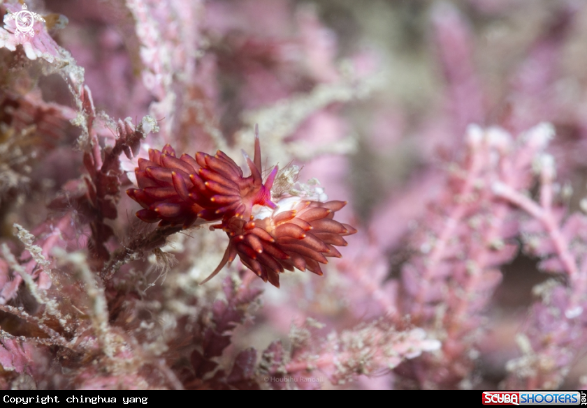 A nudibrach