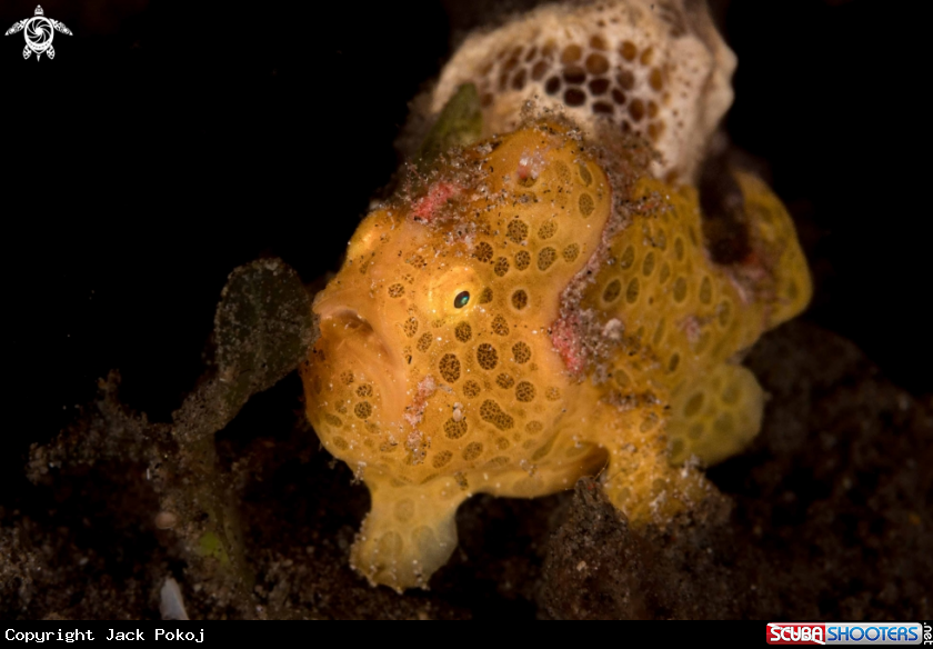 A Painted Frogfish