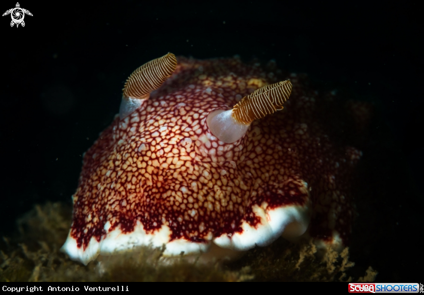 A Reticulated nudibranch