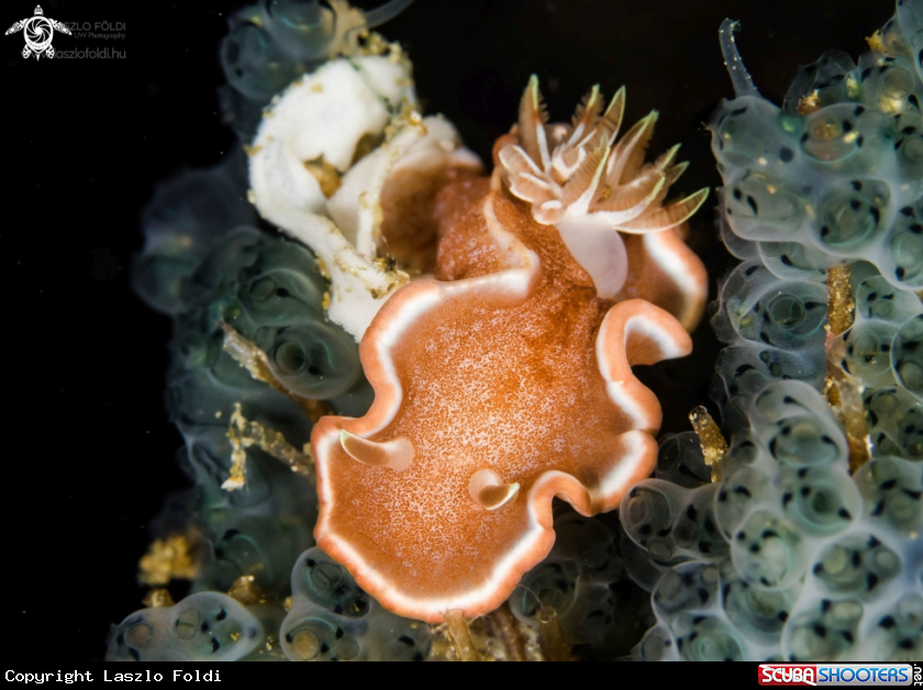 A Glossodoris rufomarginata