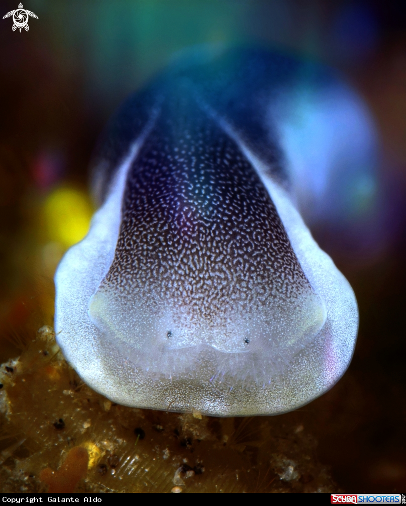 A Sea Slug