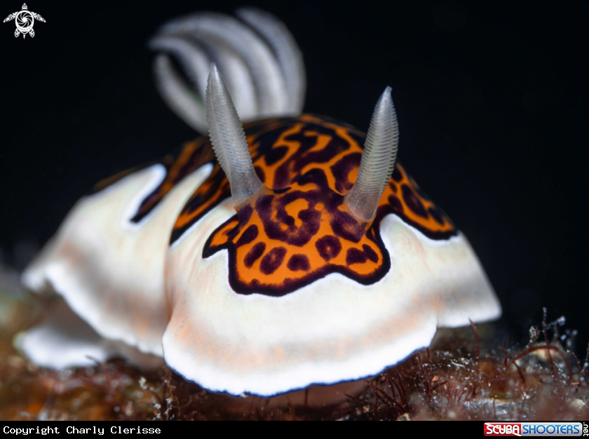 A Goniobranchus gleniei